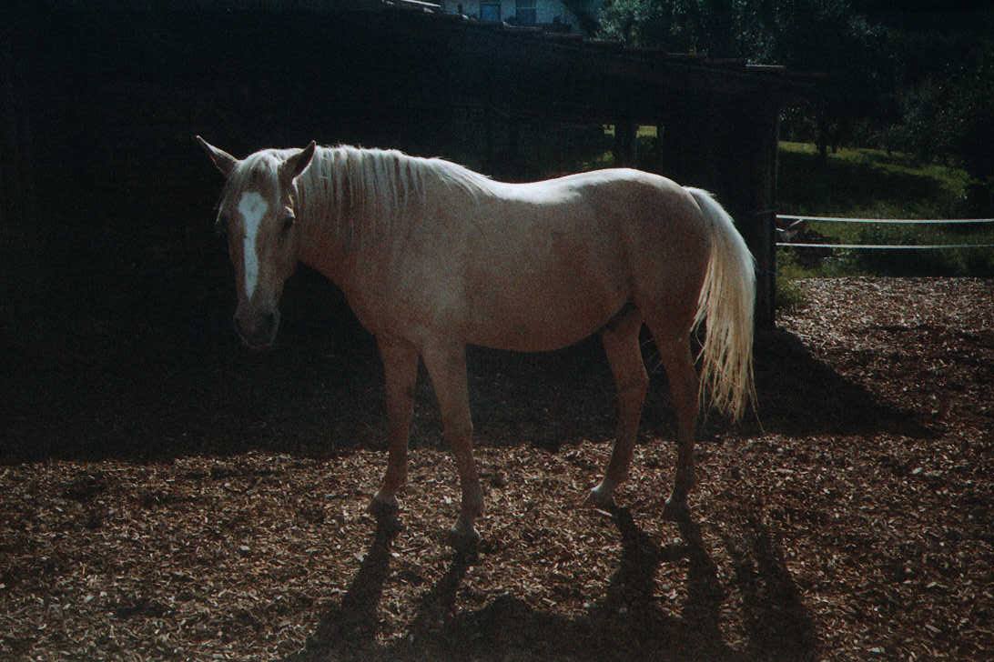 Carlos ist leicht zu reiten