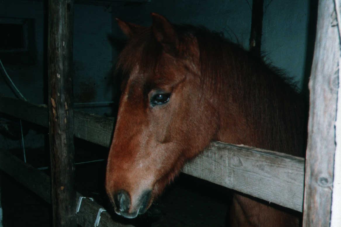 Dojan, unser Oldie