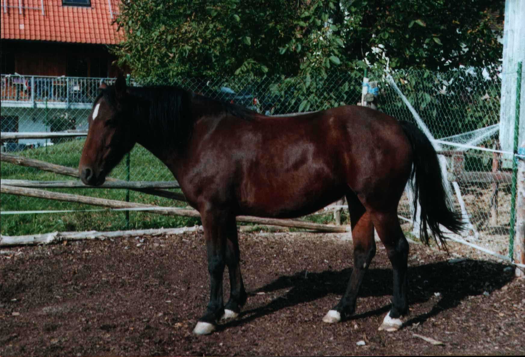 Tashunka, die Führerin der Herde